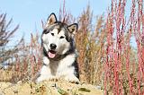 ALASKAN MALAMUTE 002